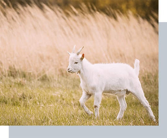 kid goat grazes in spring grass farm baby animals